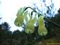 fondos de flor Narcissus Triandrus Pallidulus hasta 2560x1920